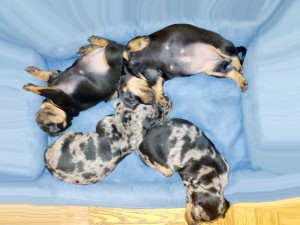 Najedzone jamniczki śpią 