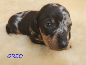 Oreo 4 tygodnie