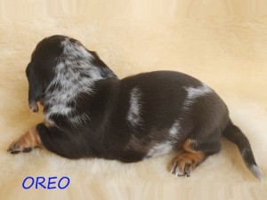 Oreo 4 tygodnie