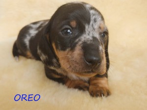Oreo 4 tygodnie