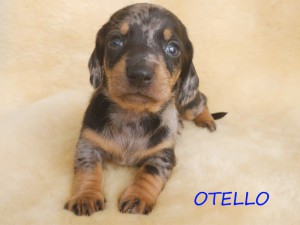 Otello 4 tygodnie