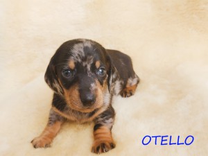 Otello 4 tygodnie