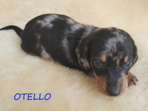 Otello 4 tygodnie
