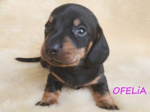 Ofelia 4 tygodnie