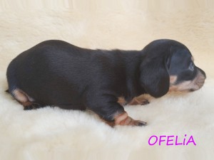 Ofelia 4 tygodnie