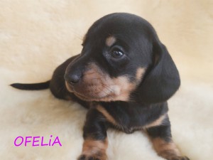 Ofelia 4 tygodnie
