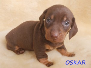 Oskar 4 tygodnie