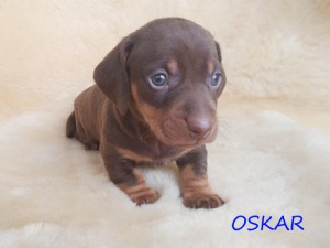 Oskar 4 tygodnie