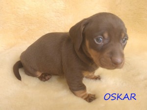 Oskar 4 tygodnie