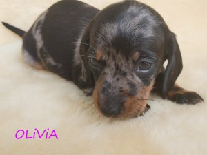Olivia 4 tygodnie