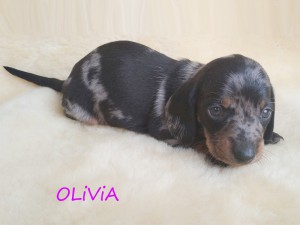 Olivia 4 tygodnie