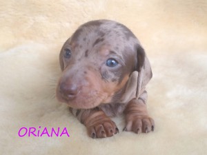 Oriana 4 tygodnie