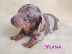 Oriana 4 tygodnie