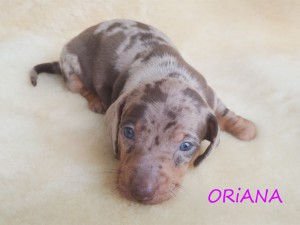 Oriana 4 tygodnie