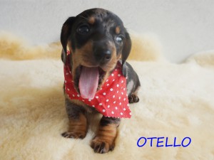 Otello
