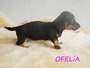 Ofelia