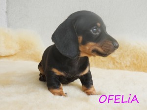 Ofelia