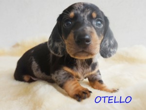 Otello