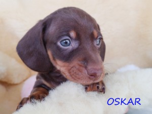 Oskar