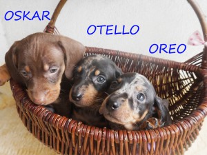 Pieski