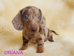 Oriana