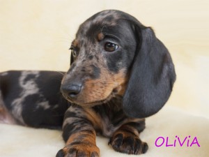 Olivia