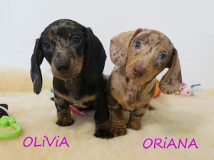 Olivia i Oriana