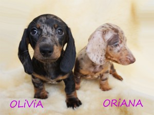 Olivia i Oriana