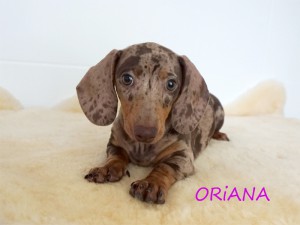 Oriana 3 miesiące