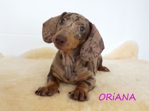 Oriana 3 miesiące
