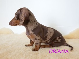 Oriana 3 miesiące