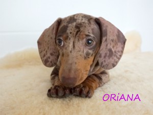 Oriana 3 miesiące
