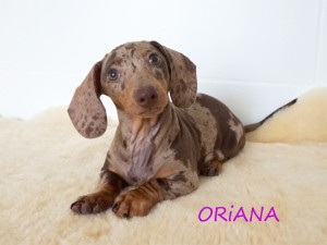 Oriana 3 miesiące