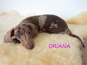 Oriana 3 miesiące