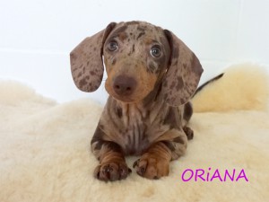 Oriana 3 miesiące