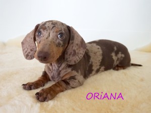 Oriana 3 miesiące