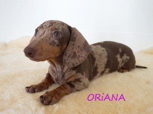 Oriana 3 miesiące