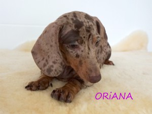 Oriana 3 miesiące