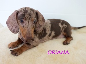Oriana 3 miesiące