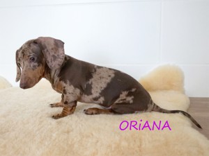 Oriana 3 miesiące