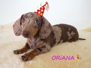Oriana 3 miesiące