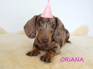 Oriana 3 miesiące