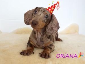 Oriana 3 miesiące