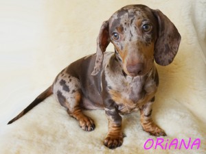 Oriana 4 miesiące