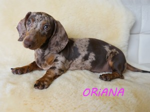 Oriana 4 miesiące