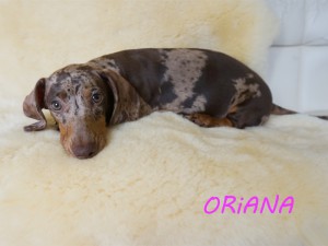 Oriana 4 miesiące