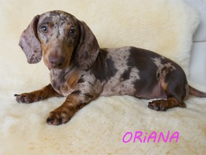 Oriana 4 miesiące