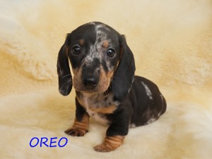 Oreo