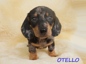 Otello
