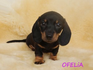 Ofelia